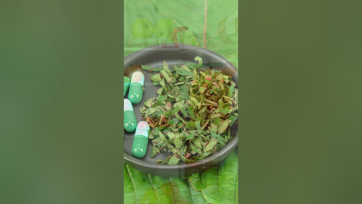 How Long Does Kratom Tea Last In The Fridge? shortsvideo