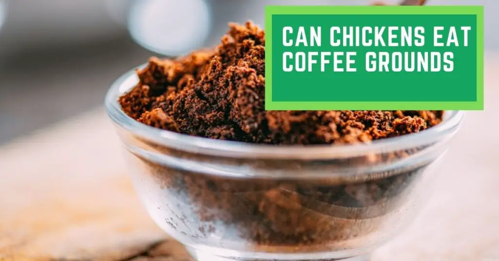 Can Chickens Eat Coffee Grounds? Uses of Coffee Grounds In The Chicken Coop Bedding
