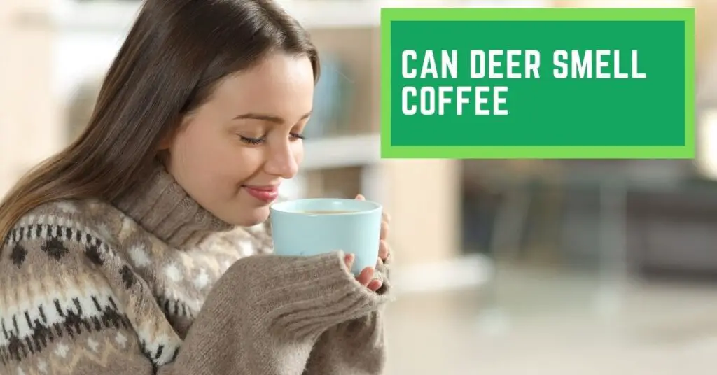Can Deer Smell Coffee
