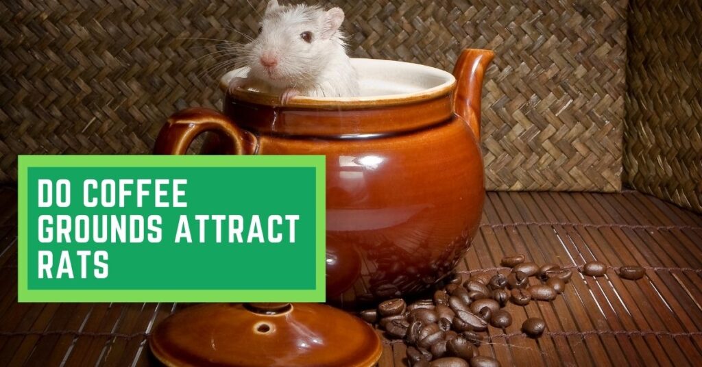 Do Coffee Grounds Attract Rats? (Learn About Rodent Repellent Options)