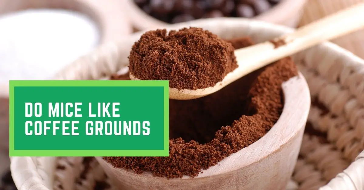 Do Mice like Coffee Grounds