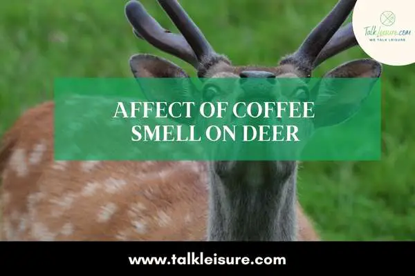 Affect of Coffee Smell on Deer