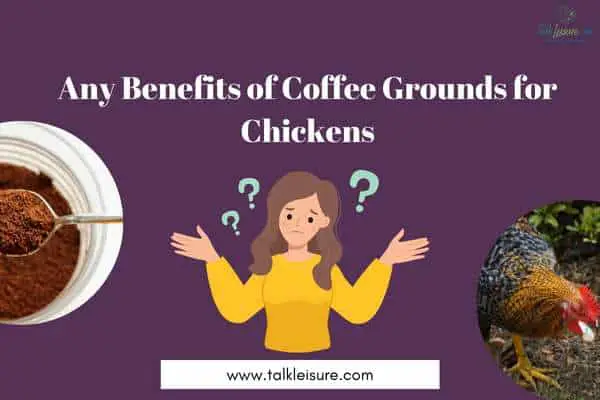 Any Benefits of Coffee Grounds for Chickens