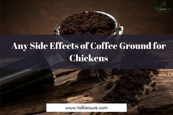 Any Side Effects of Coffee Ground for Chickens