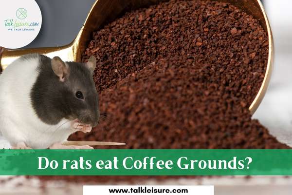 Do rats eat Coffee Grounds?