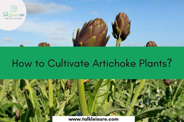 How to Cultivate Artichoke Plants?