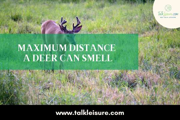 Maximum distance A Deer Can Smell
