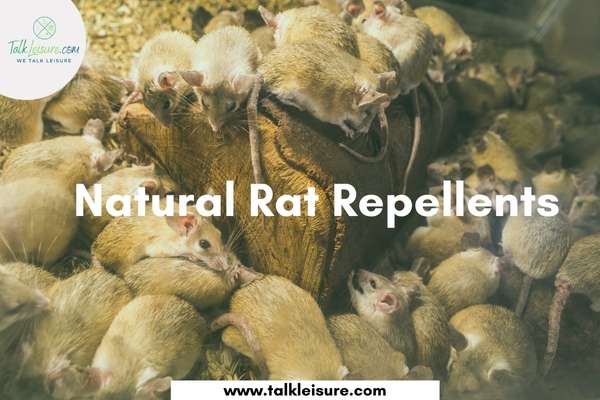 Natural Rat Repellents