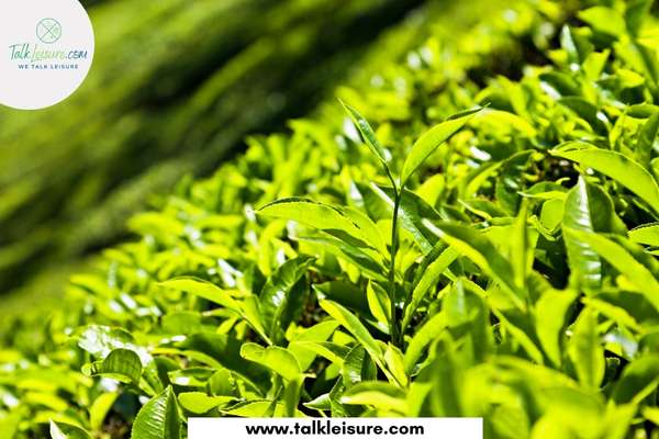 Which Method is Used to Separate Tea Leaves From Tea?