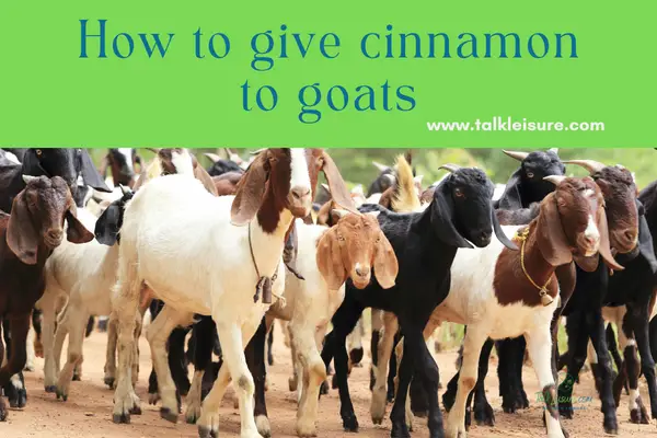 How to give cinnamon to goats
