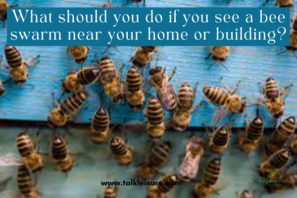 What should you do if you see a bee swarm near your home or building?