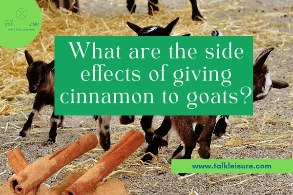 What are the side effects of giving cinnamon to goats?