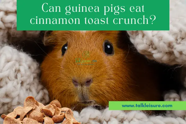Can guinea pigs eat cinnamon toast crunch?