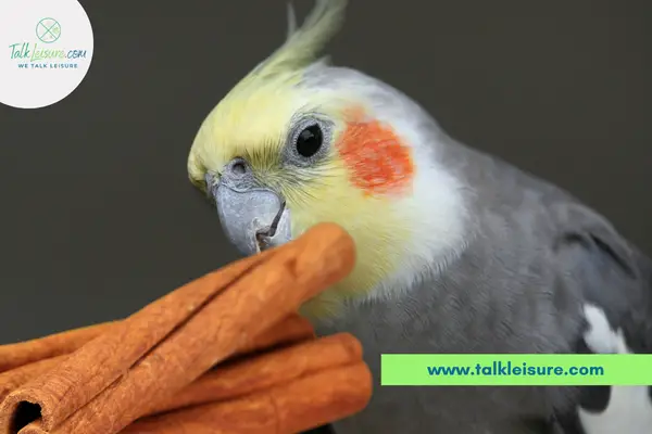 What are the benefits of feeding cinnamon to cockatiels?