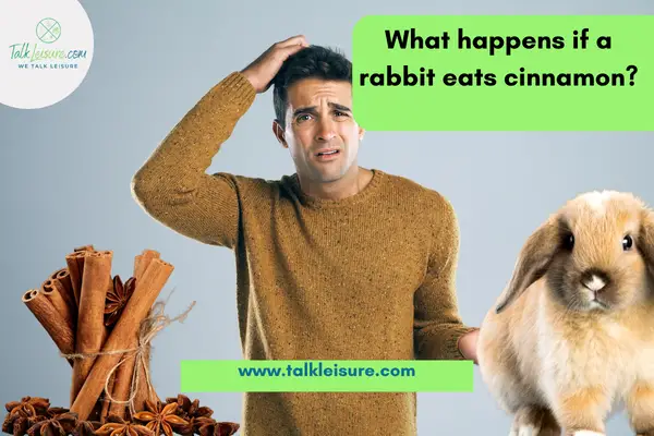 What happens if a rabbit eats cinnamon?