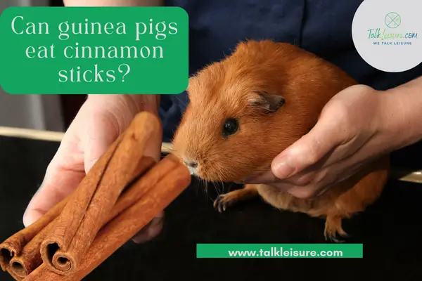 Can guinea pigs eat cinnamon sticks?