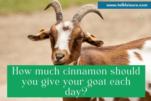 How much cinnamon should you give your goat each day?