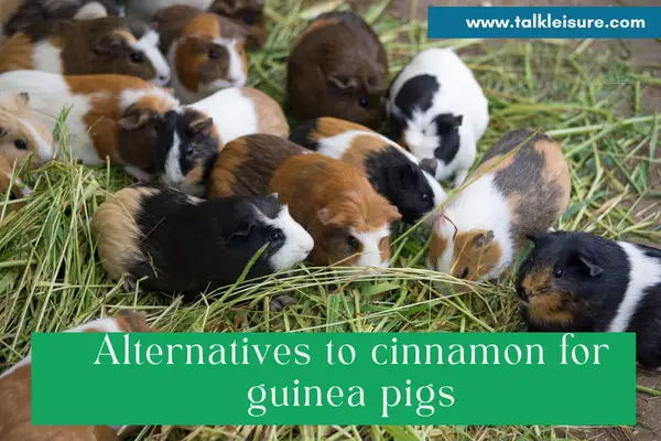 Alternatives to cinnamon for guinea pigs