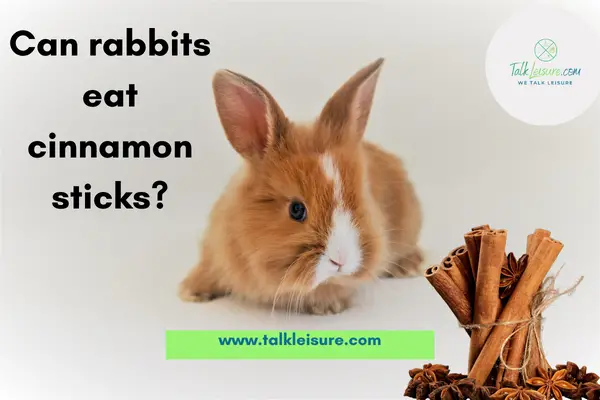 Can rabbits eat other spices as well?