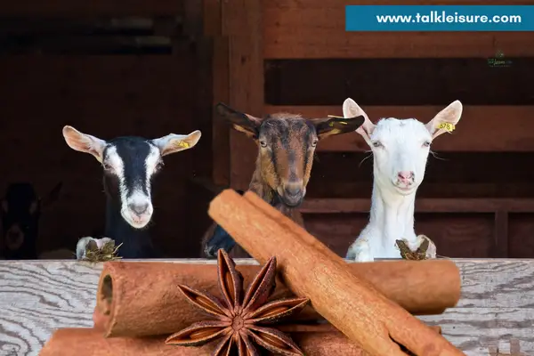 Can goats have cinnamon?