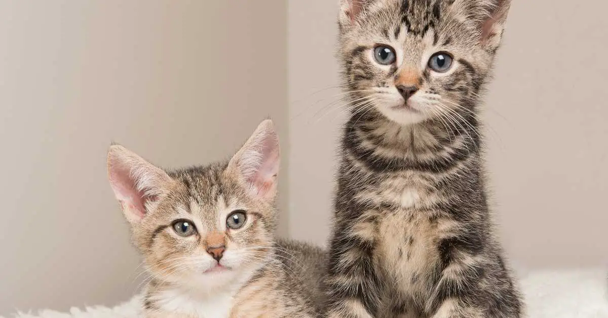 Can cats eat Cinnamon Toast Crunch? Talk Leisure