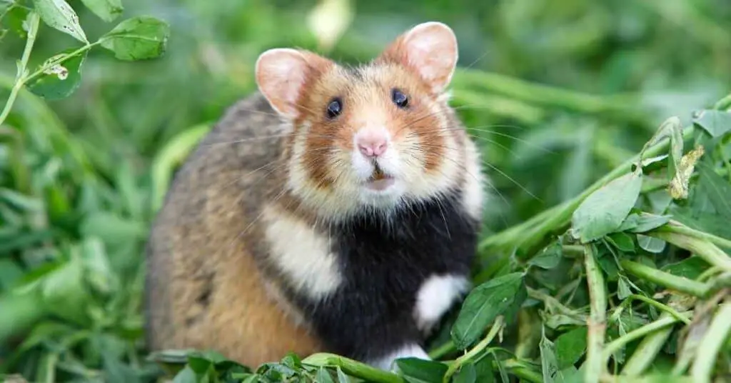 Can hamsters have cinnamon