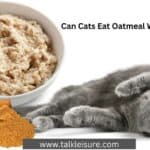 Can Cats Eat Oatmeal With Cinnamon?