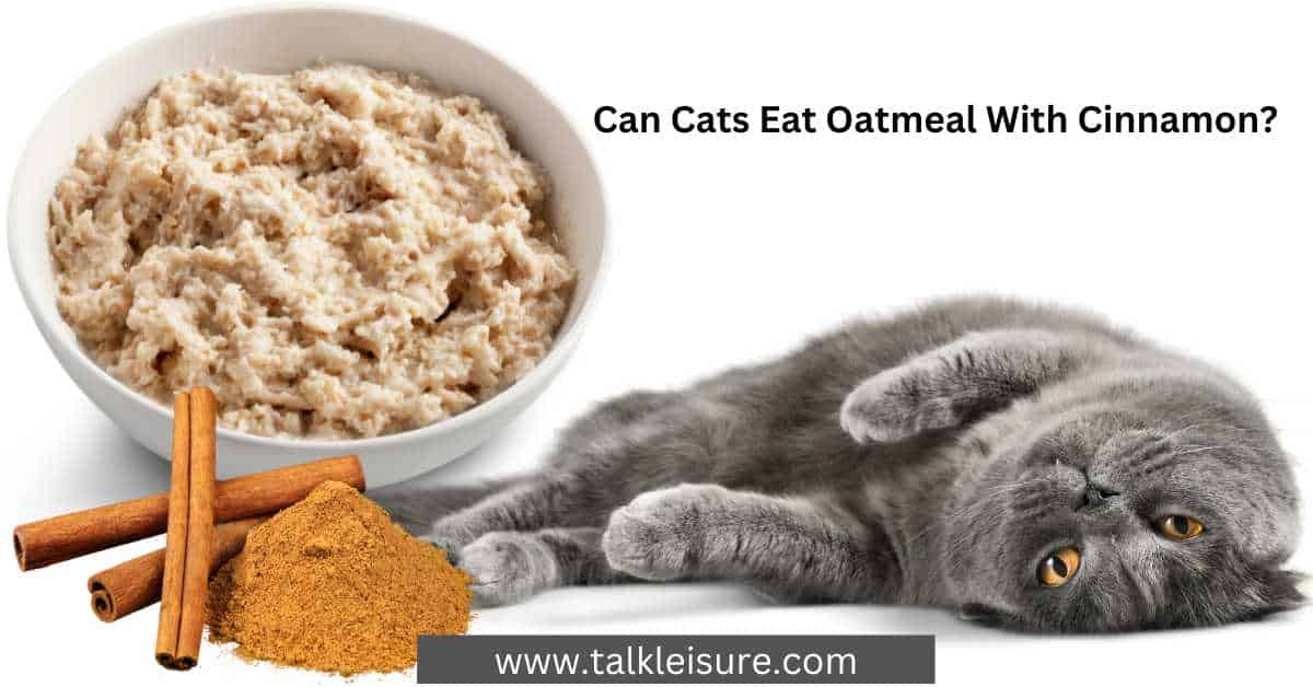 Can Cats Eat Oatmeal With Cinnamon?