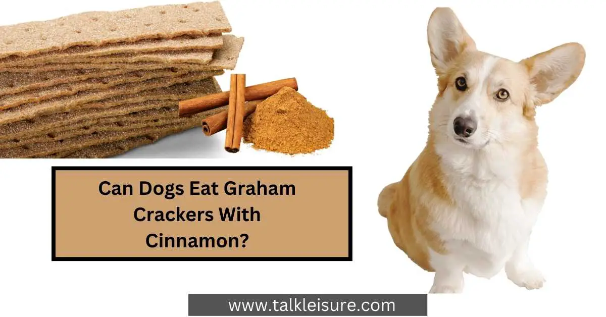 Can Dogs Eat Graham Crackers With Cinnamon? Healthy Alternatives That