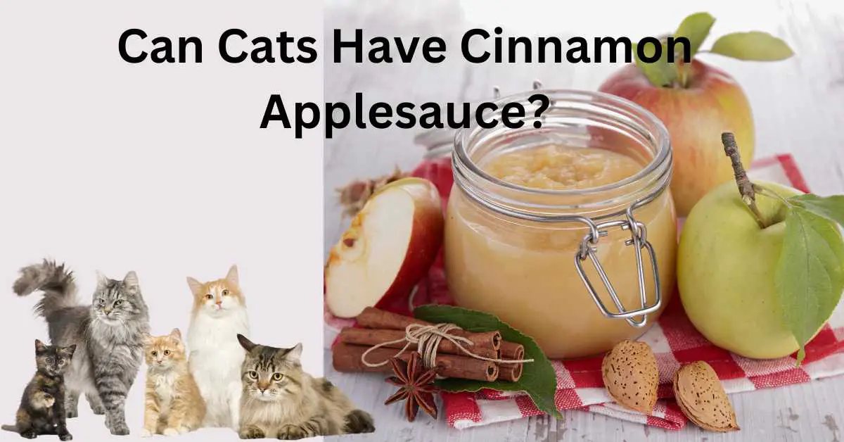 Can kittens shop eat applesauce