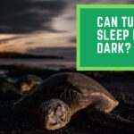 Can Turtles Sleep in The Dark?