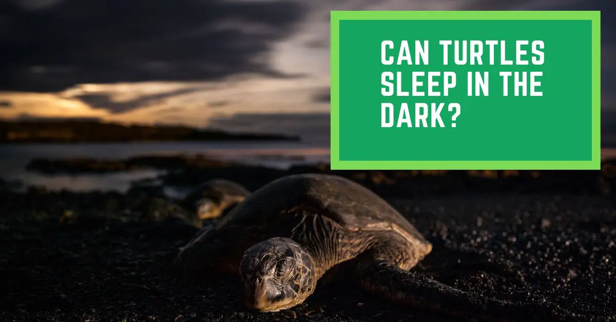 can-turtles-sleep-in-the-dark-read-this-to-find-out-whether-turtles