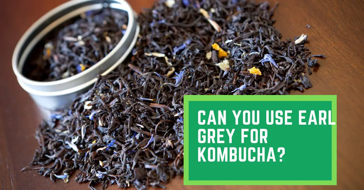 Can You Use Earl Grey For Kombucha? Read This to Find Out Whether You