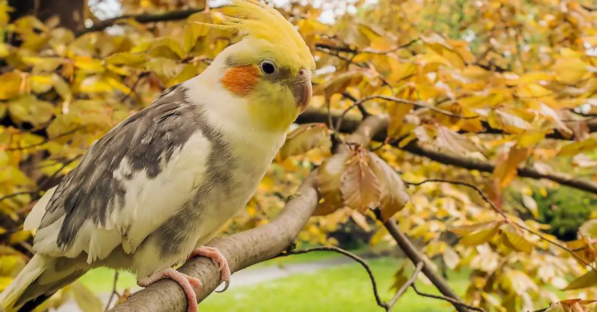 Can cockatiels have cinnamon? Talk Leisure