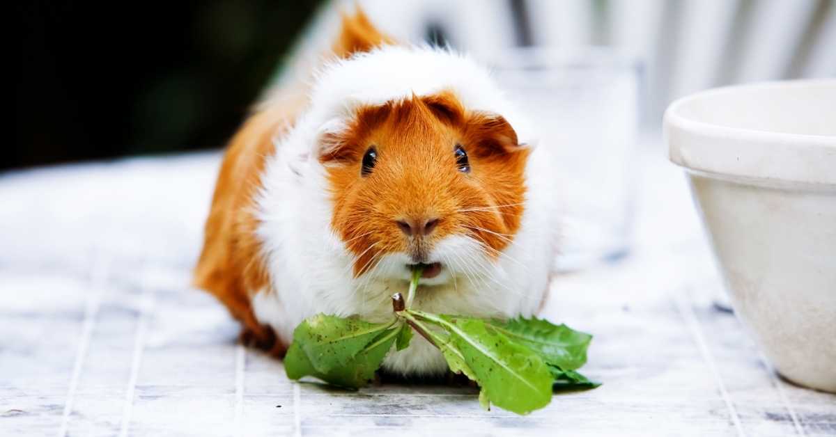 Can guinea pigs drink tea? Talk Leisure