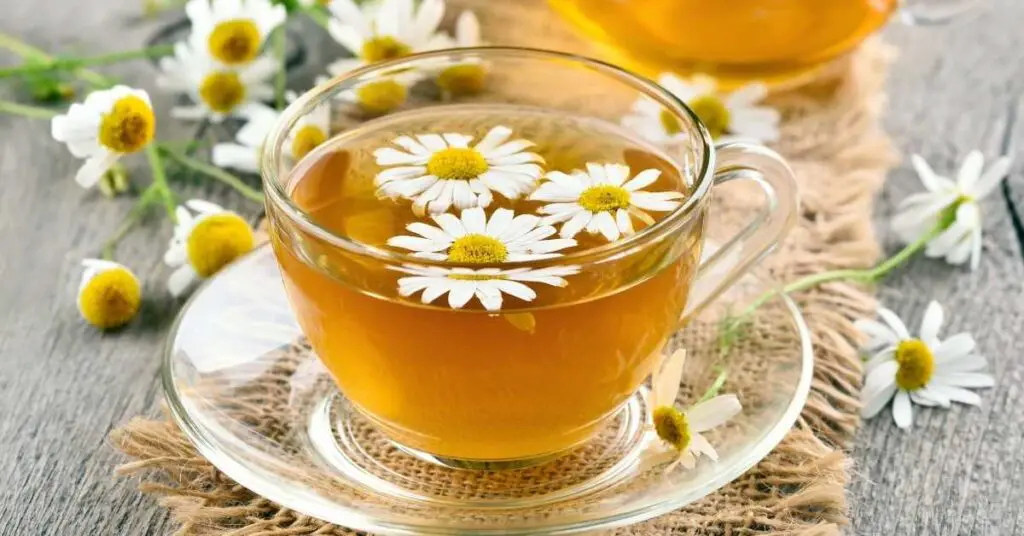 Can you drink chamomile tea every night