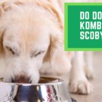 Do Dogs Eat Kombucha Scoby?