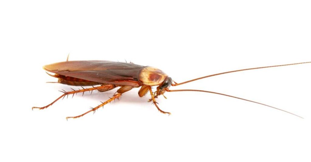 Do cockroaches like cinnamon