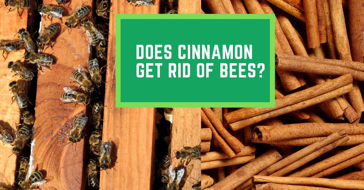 Does Cinnamon Get Rid of Bees? Read This to Find Out How Cinnamon Helps