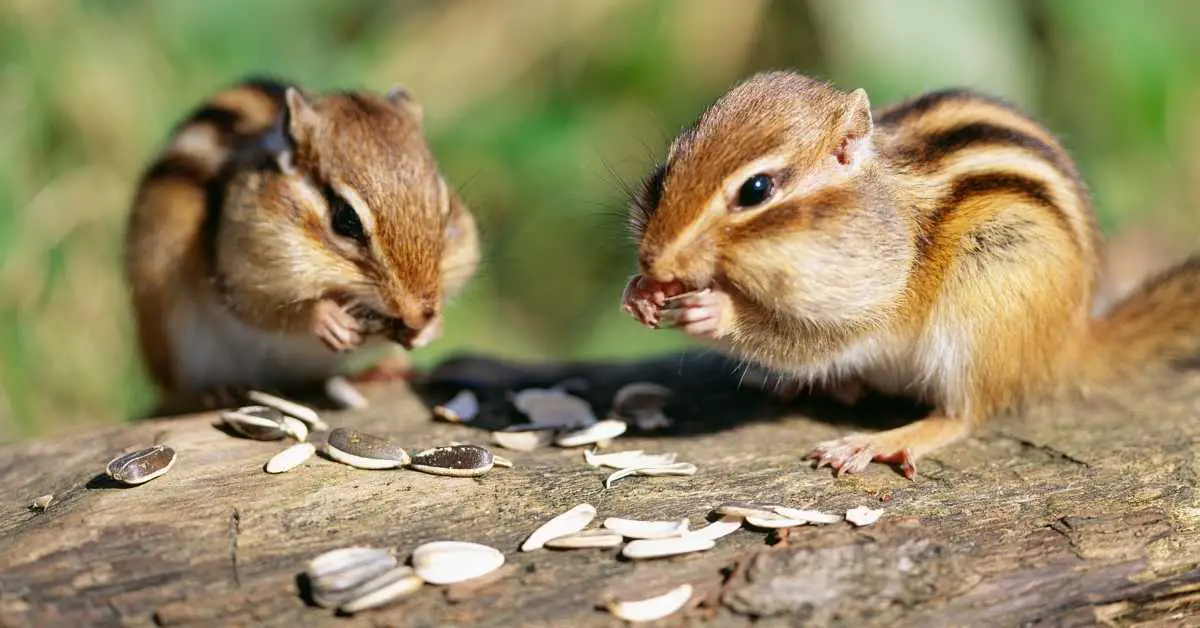 Does cinnamon repel chipmunks?