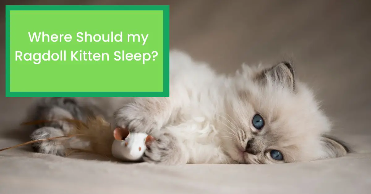 Where Should my Ragdoll Kitten Sleep? Things You Need to Know About