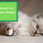 Where Should my Ragdoll Kitten Sleep
