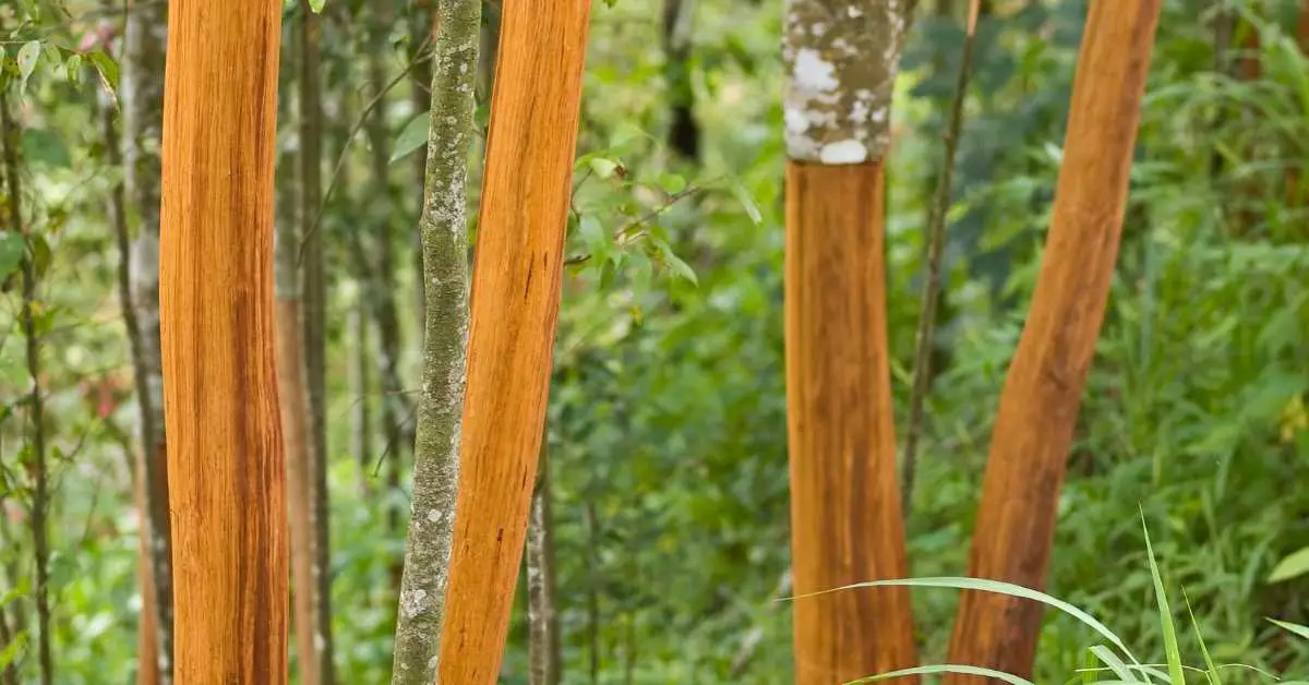 Where can I buy a cinnamon tree? Talk Leisure