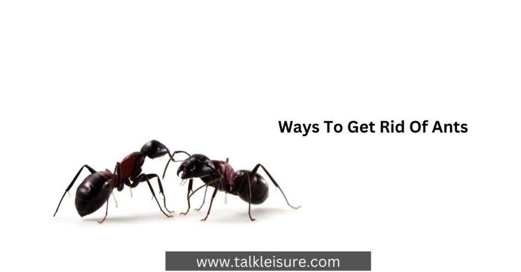 What Methods Used by a Professional to Remove Ants? Way To Get Rid