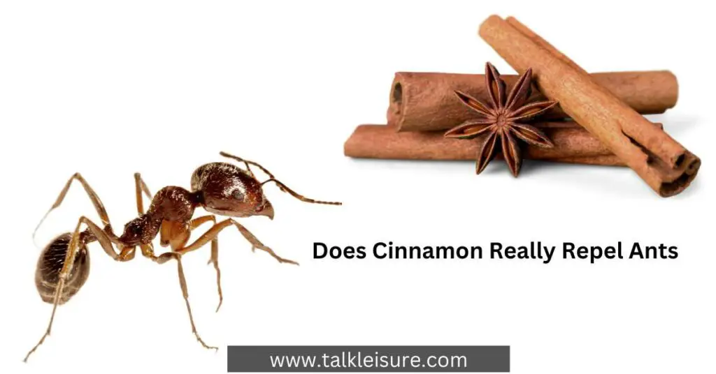 Does Cinnamon Really Repel Ants? Kill Ants