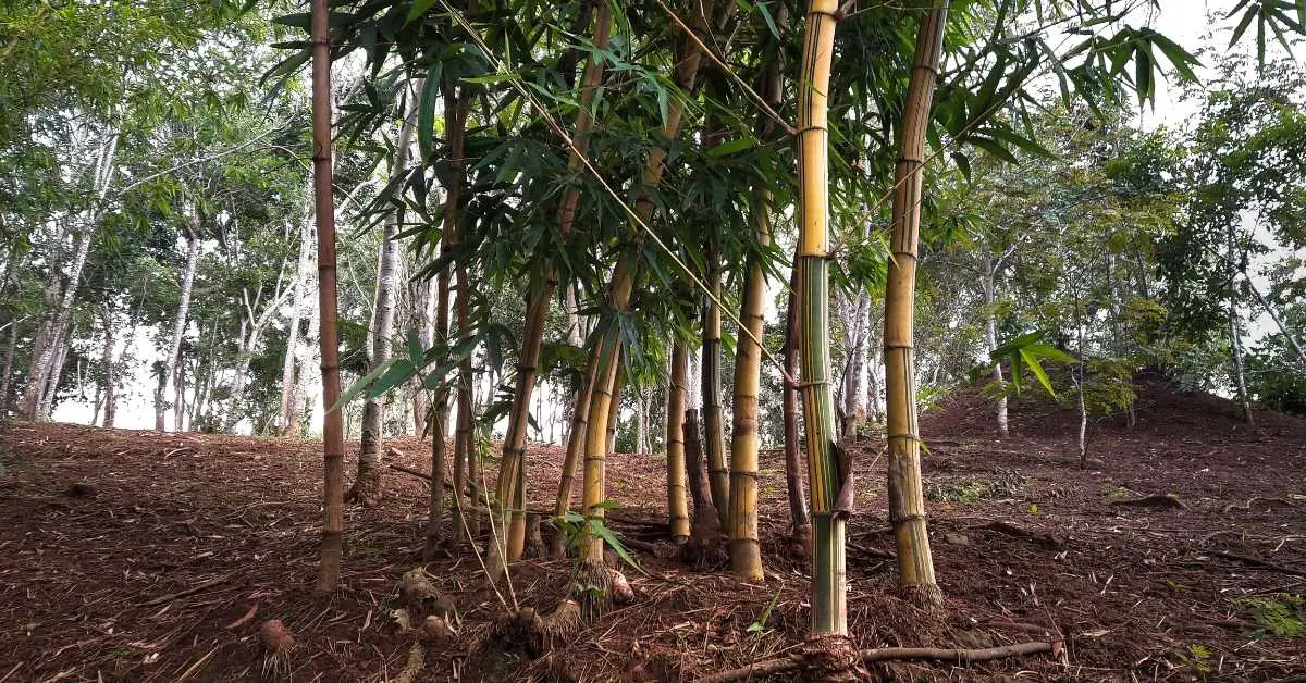 Are coffee grounds good for bamboo plants