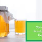 Can I Brew Kombucha in Plastic