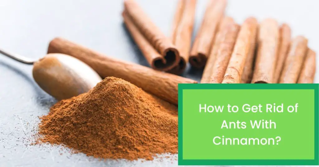 How to Get Rid of Ants With Cinnamon?