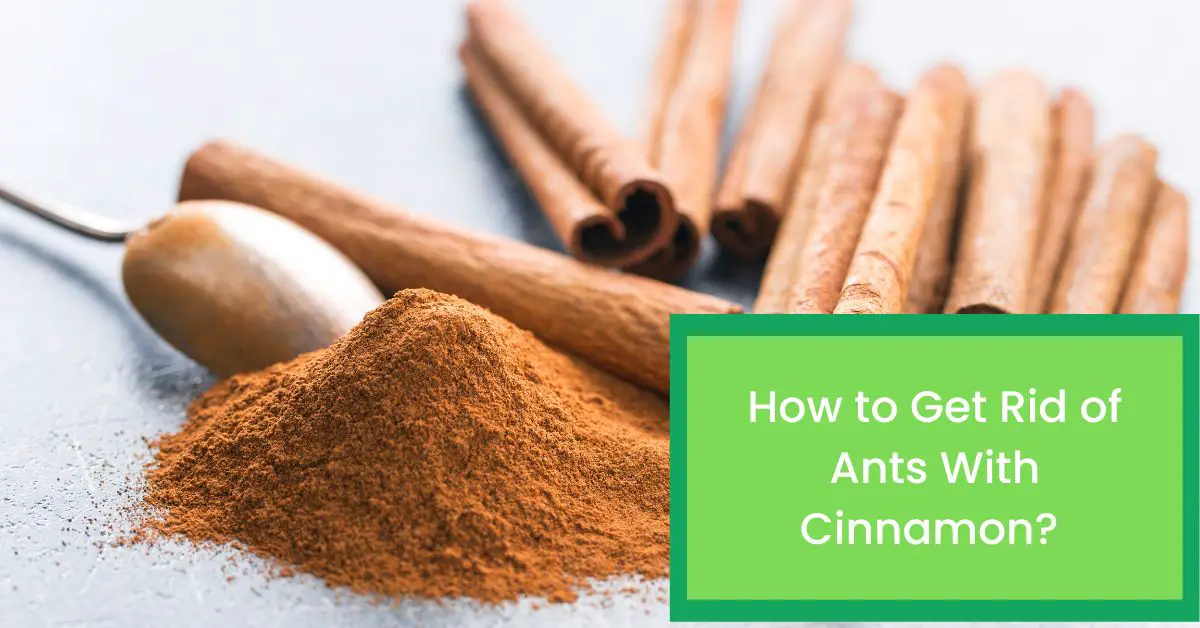 Cinnamon As Ant Repellent - Way To Get Rid Of Ants With Cinnamon 