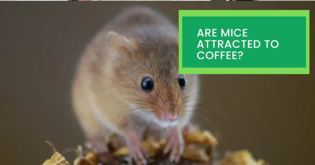 Are Mice Attracted to Coffee?